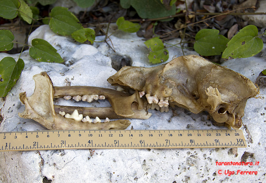 Fatte piene di pelo: lupo, volpe o.....